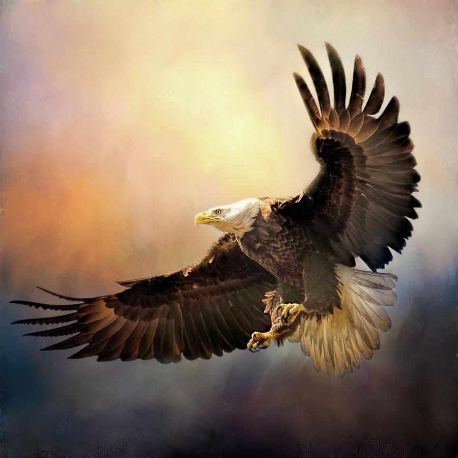 Eagle Photograph - Effortless #2 by Jai Johnson