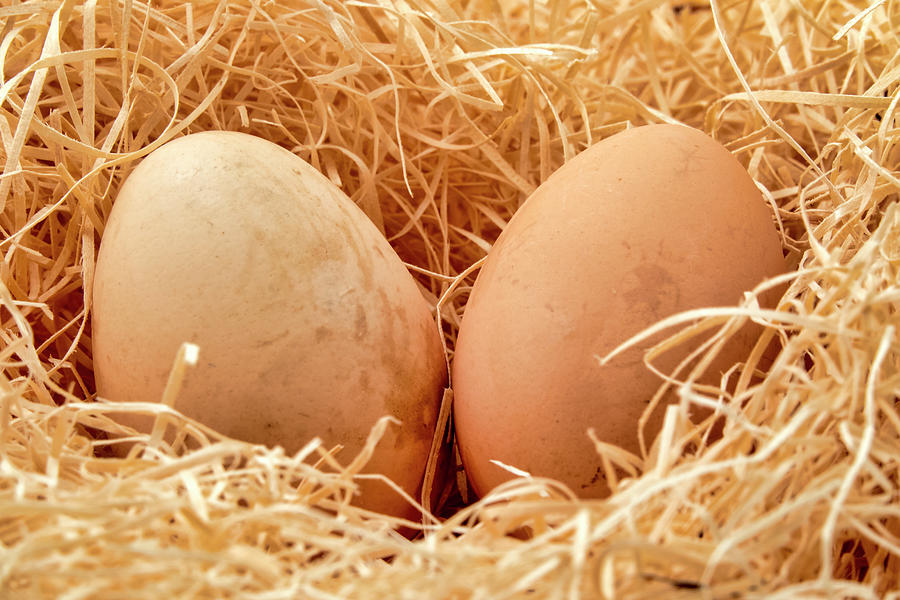 Eggs in a straw nest #2 Photograph by Fabrizio Troiani