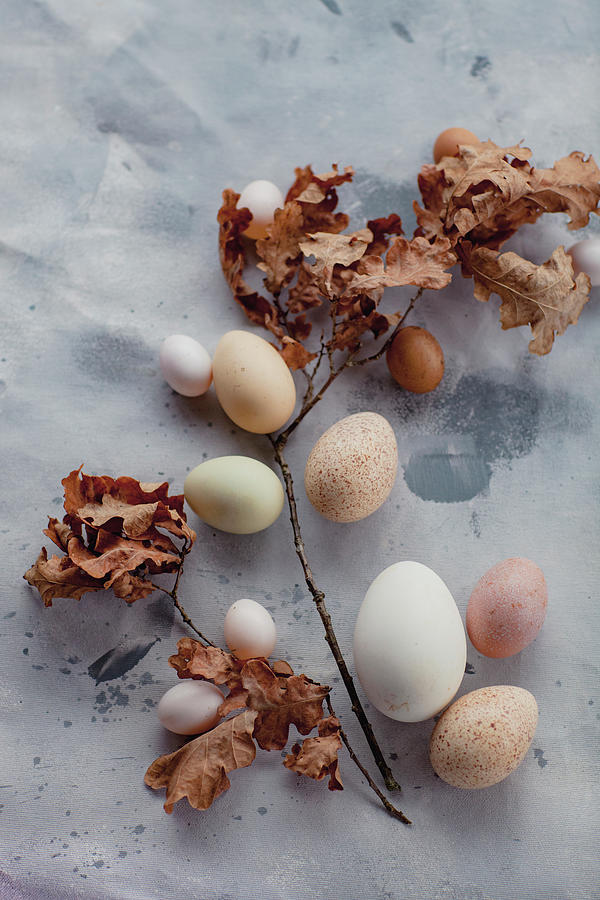 Eggs Of Various Sizes And Colours And Dried Oak Twigs #1 Photograph by Giedre Barauskiene