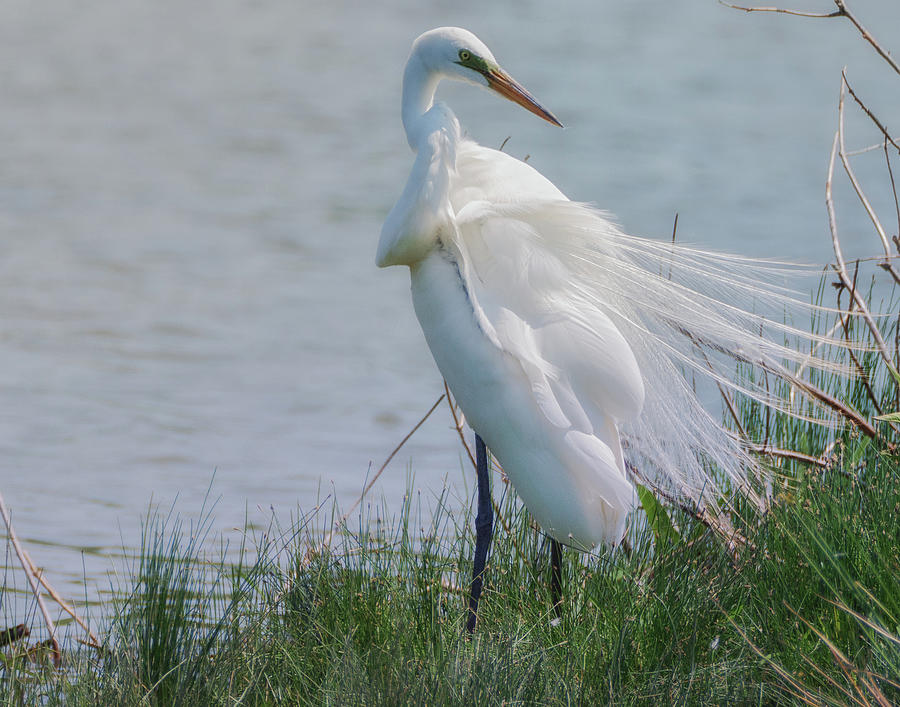 Egret 8 by Richard Kopchock Egret 8 by Richard Kopchock