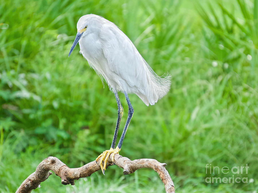 Egret in the WIld #1 Photograph by Judy Kay