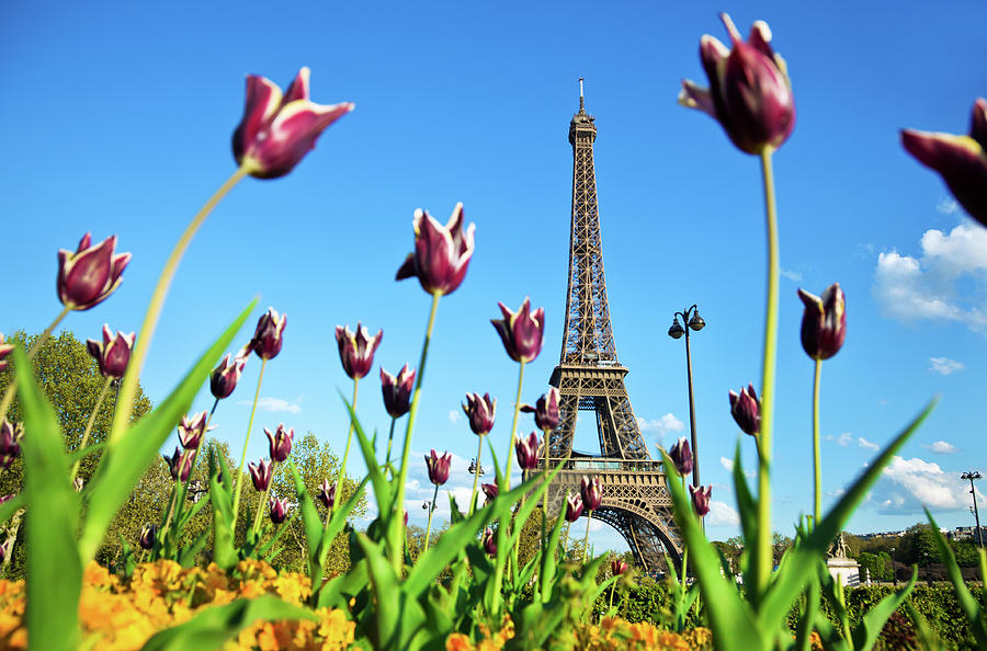 Eiffel Tower In Paris, France #1 Photograph by Nikada