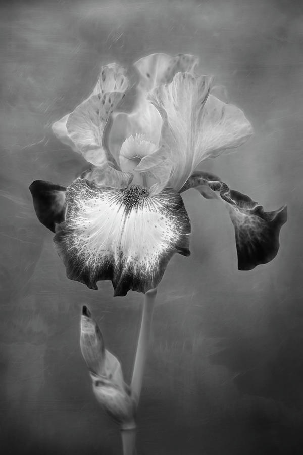Electric Bearded Iris Flower #1 Photograph by Susan Candelario