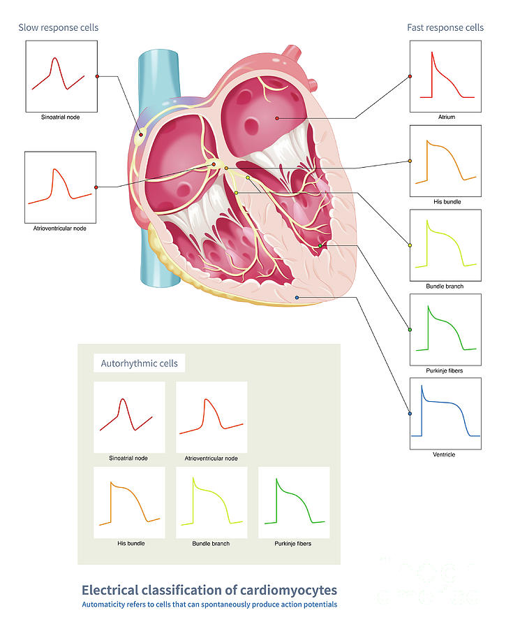 Electrical Classification Of Cardiomyocytes Photograph by Chongqing ...