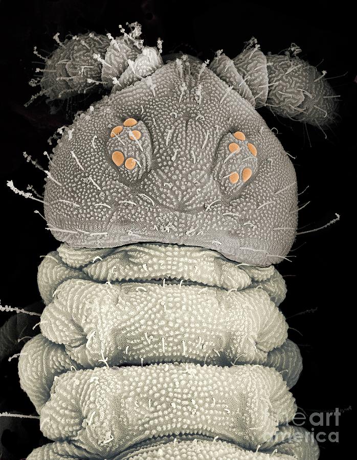 Electron Micrograph Of A Springtail Photograph by Dr Jeremy Burgess/science Photo Library