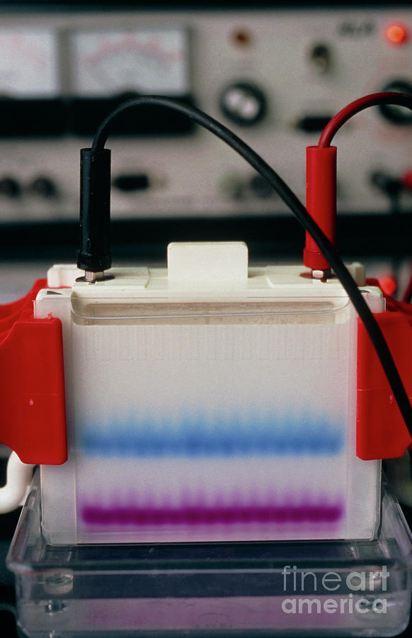 Electrophoresis Gel With Stained Dna Fragments #1 Photograph by Peter Menzel/science Photo Library