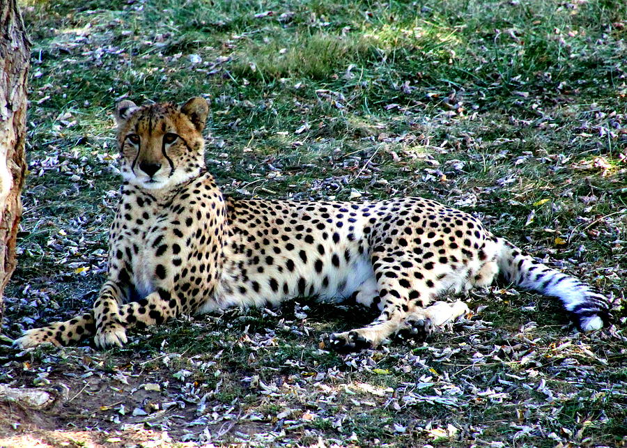 Elegant Cheetah by Laurel Talabere Elegant Cheetah by Laurel Talabere