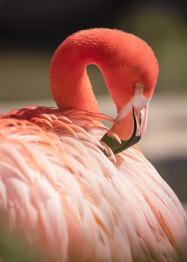 Flamingo Photograph - Elegant Flamingo #1 by Noa Nick