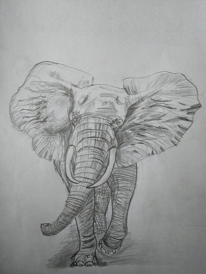 Elephant Drawing by Aditya Chandrasekhar - Fine Art America