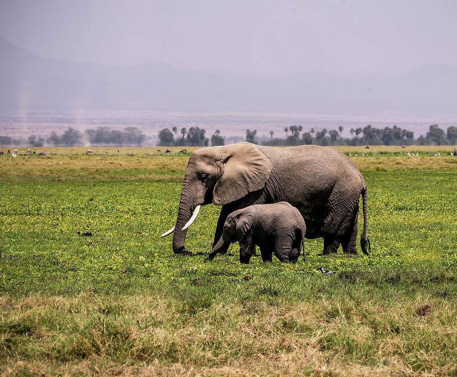 Elephant and Baby #1 Photograph by Roni Chastain