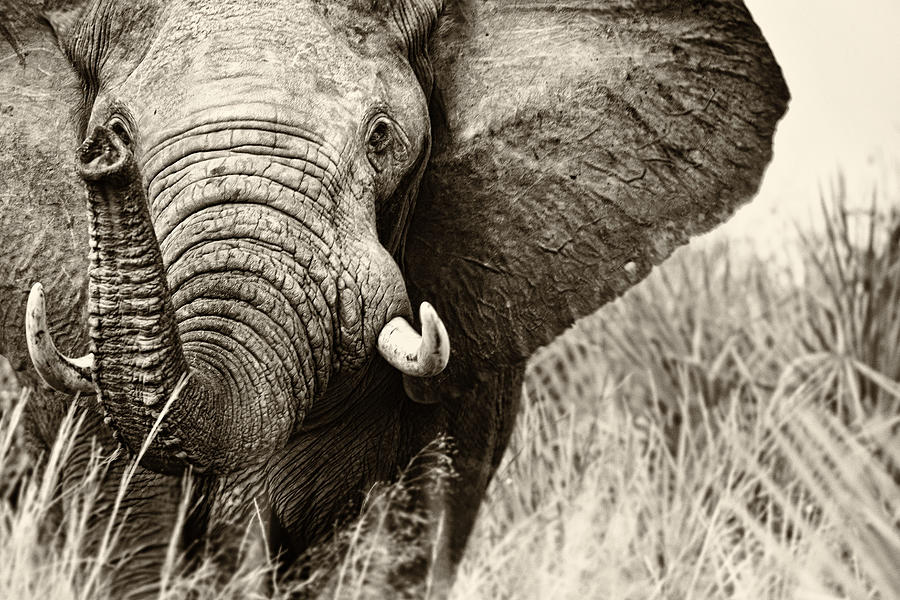 Elephant #1 Digital Art by Andrew Stewart