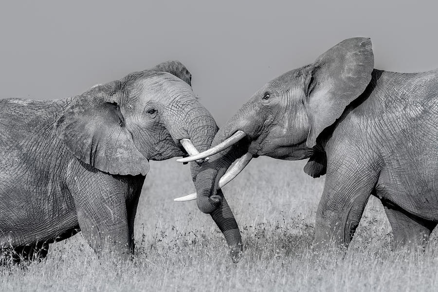 Elephant Fight #1 Photograph by Jun Zuo
