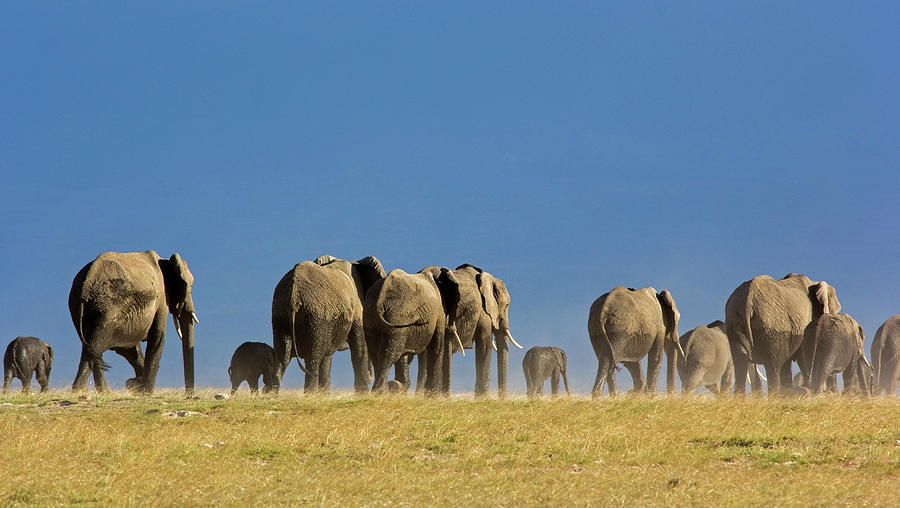Elephant Herd Photograph by Wldavies