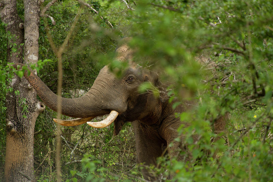 Elephant In Yala National Park, Colombo, Southern Province, Sri Lanka ...