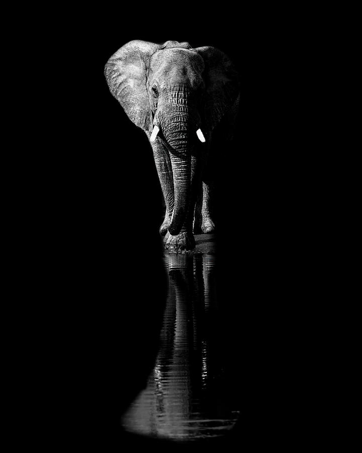 Animal Photograph - Elephant #1 by Jie  Fischer