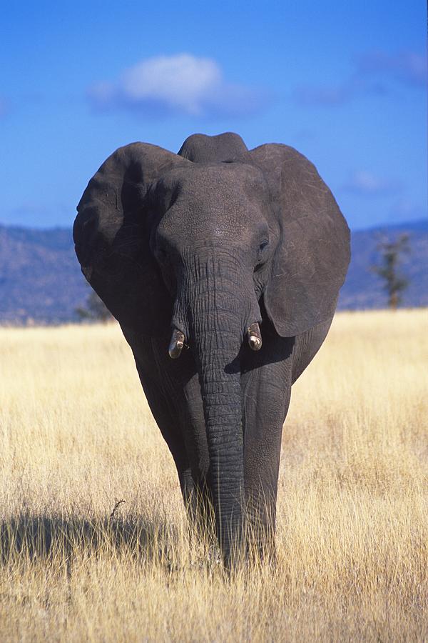 Elephant #1 Digital Art by Massimo Ripani