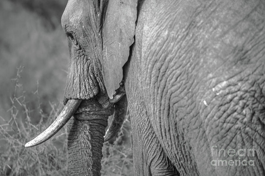 Elephant on black and white #1 Photograph by Benny Marty