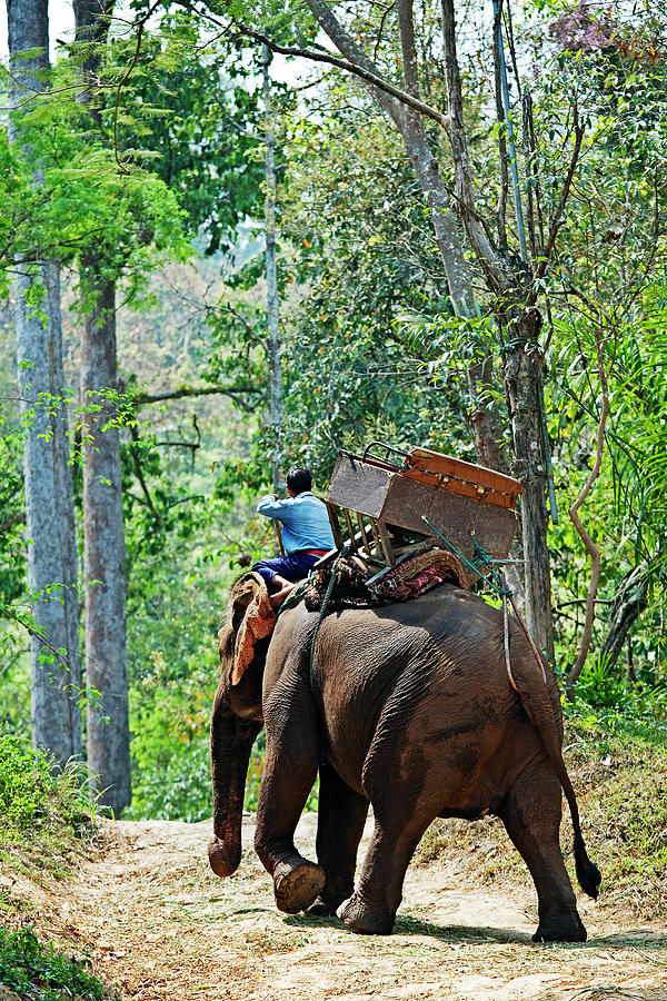 Elephant Picnic On Thailands National #1 Photograph by John W Banagan