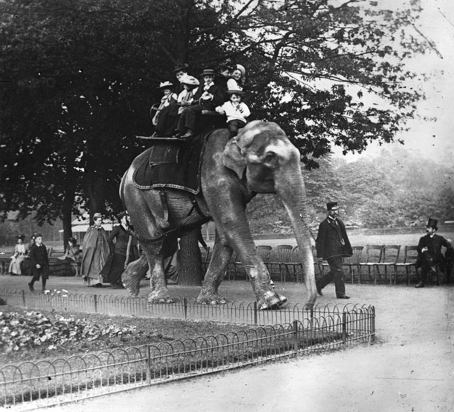 Elephant Ride #1 Photograph by Paul Martin
