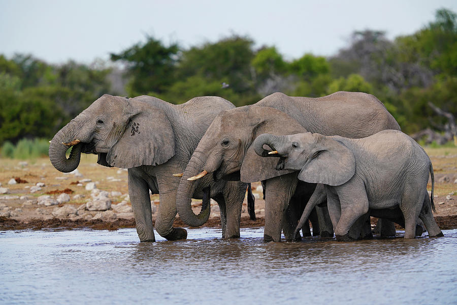 Elephants At Etoshe Waterhole #1 Photograph by Hiroya Minakuchi
