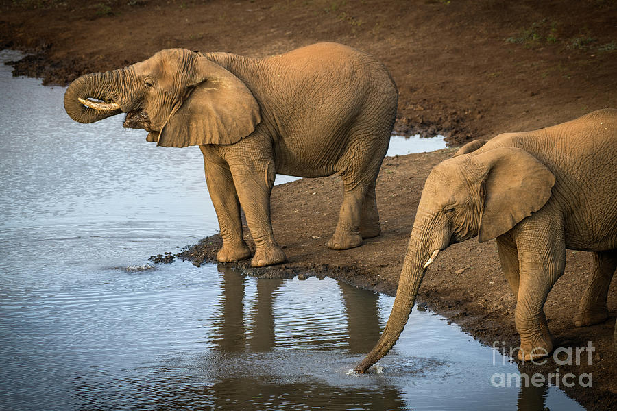 Elephants Drinking From A Water Hole. Photograph