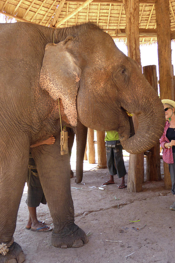 Elephants In A  Retirment Camp F Photograph