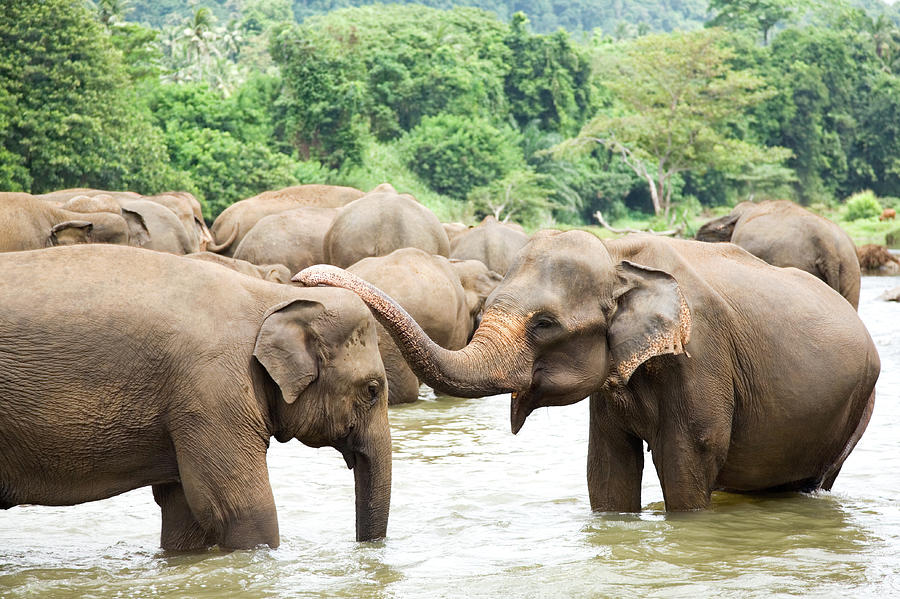 Elephants In River Photograph by Lp7 Elephants In River Photograph by Lp7
