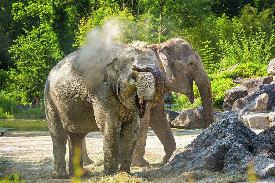Elephants In Zoo #1 Digital Art by Reinhard Schmid