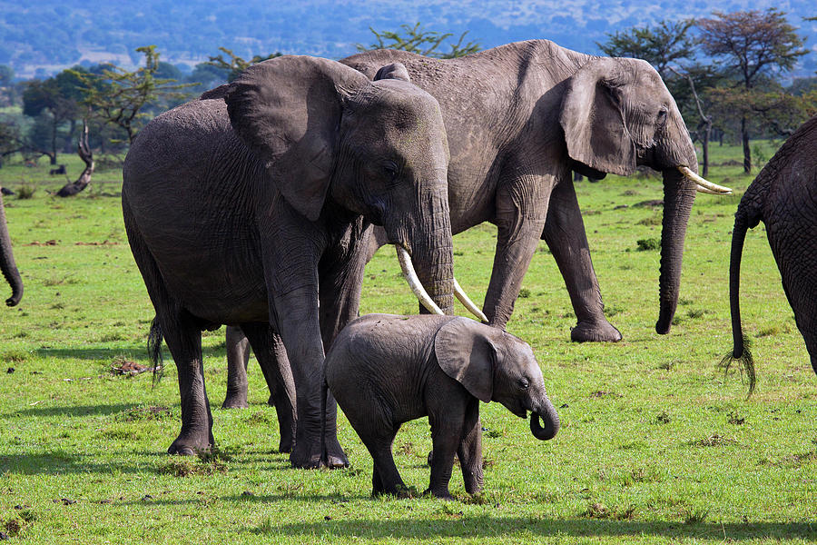 Elephants, Masai Mara, Kenya #1 Digital Art by Hp Huber