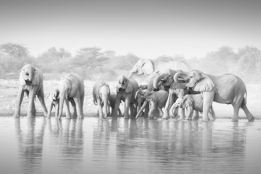 Elephants #1 Photograph by Willa Wei
