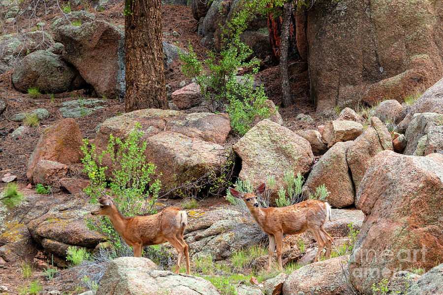 Eleven Mile Canyon Deer #1 Photograph by Steven Krull