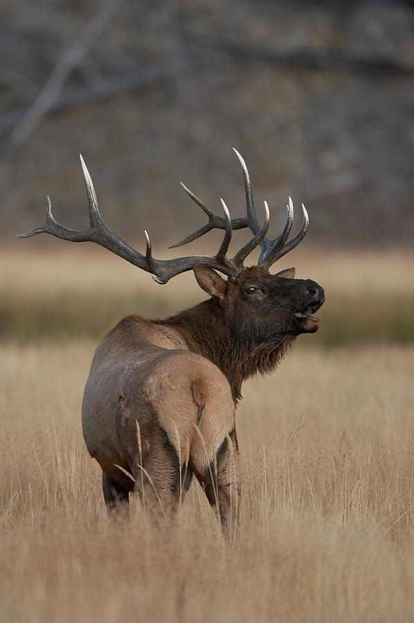Elk Bugling #1 Photograph by Rpbirdman