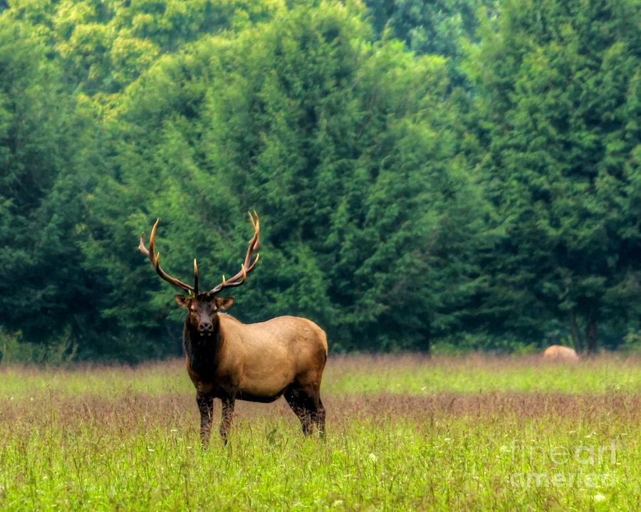 Elk Bull Smoky Mountains NC Photograph by Charlene Cox - Fine Art America