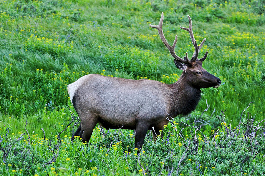 Elk #1 Digital Art by Heeb Photos