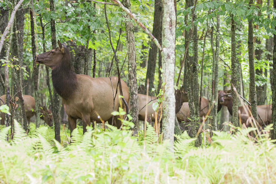Elk Herd Photograph by Jeannette Hunt