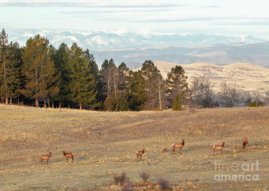 Elk Herd #1 Photograph by Steven Krull