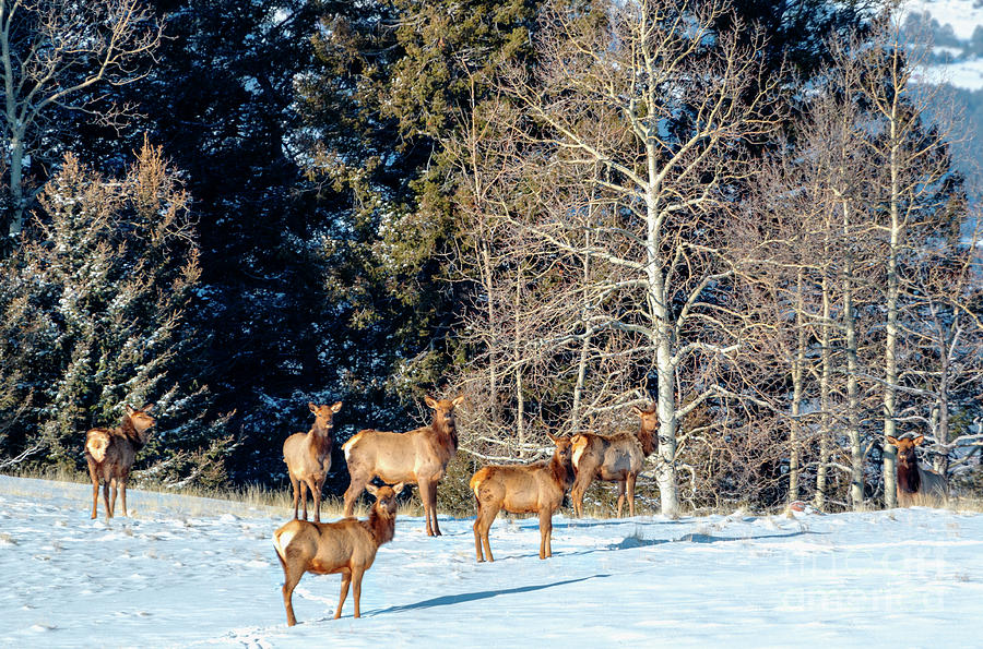 Elk In Fresh Snow Photograph