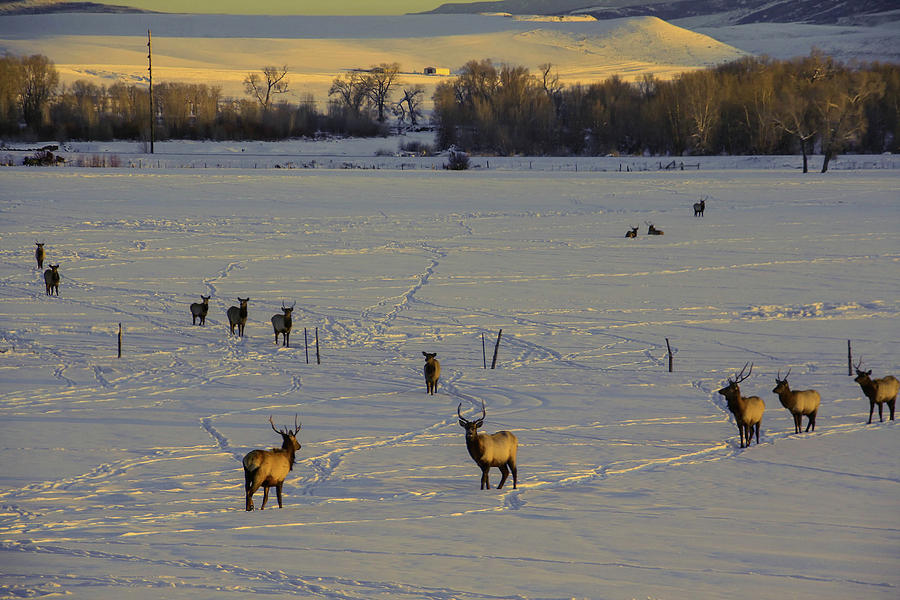 Elk in snow #1 Photograph by Steve Estvanik