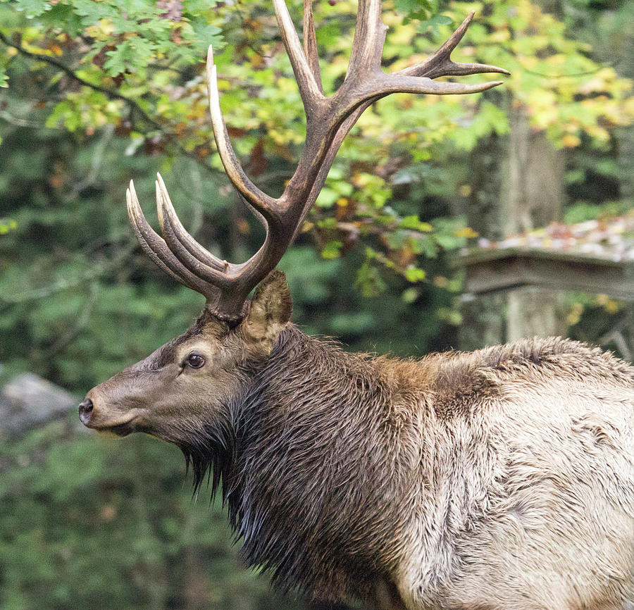Elk Series 2 Photograph by Jeannette Hunt