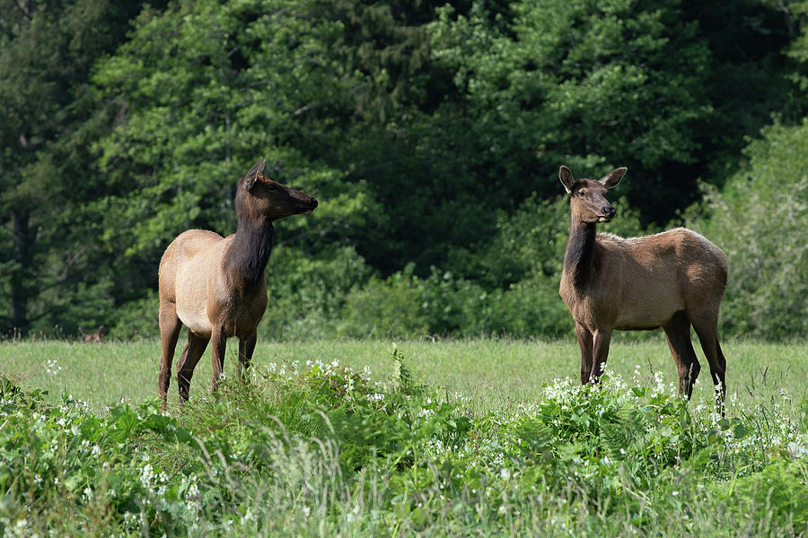 1 Elk Meadow Elk in N. California Photograph by Phyllis Spoor