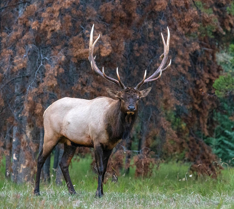 Elk Or Wapiti Cervus Canadensis Photograph by Michael Lustbader | Fine ...