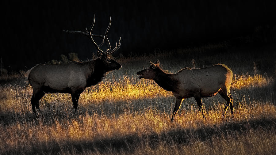 Rocky Mountain National Park Photograph - Elk Rut #1 by Siyu And Wei Photography