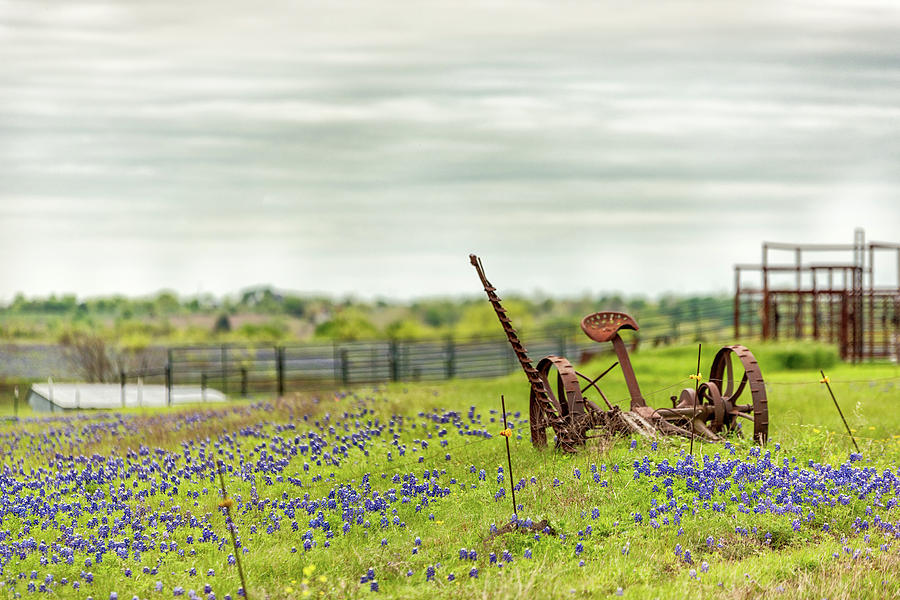 Ellis County Bluebonnets by Victor Culpepper Ellis County Bluebonnets by Victor Culpepper