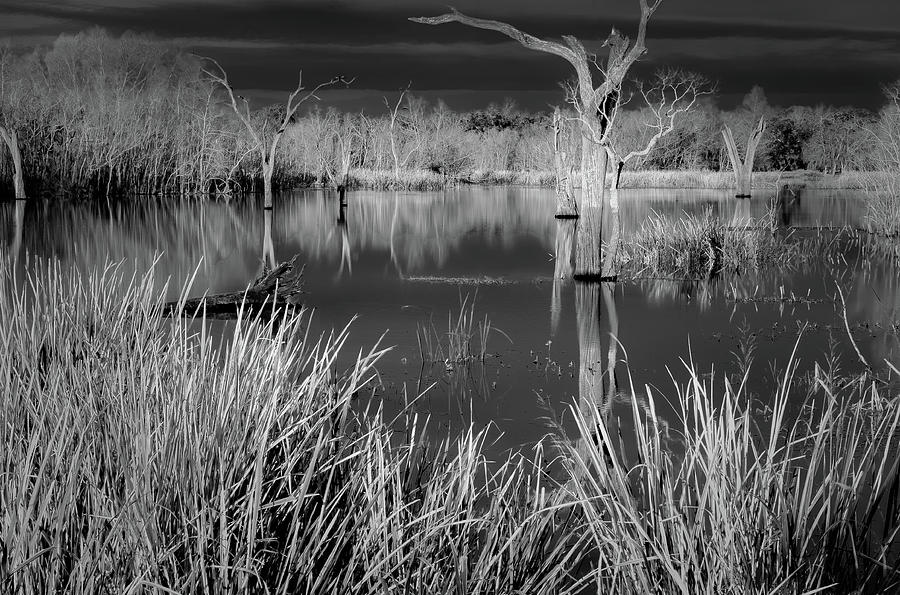 Elm Lake 5 #1 Photograph by David Heilman
