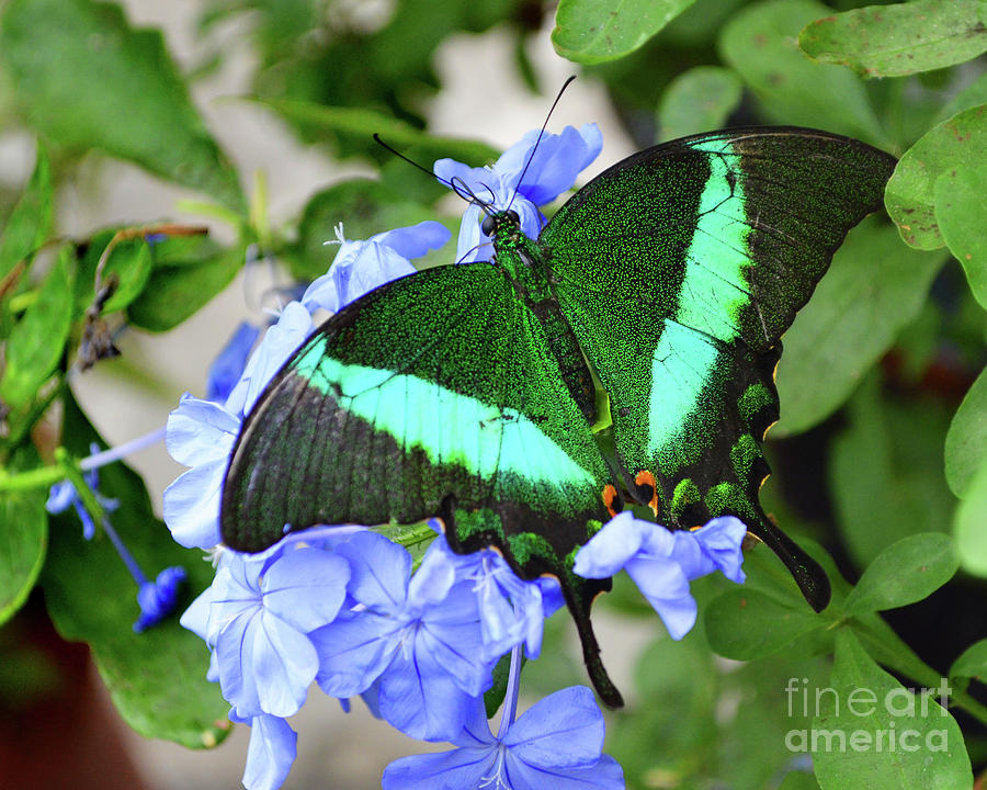 Emerald Swallowtail Butterfly Digital Art