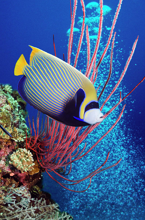 Emperor Angelfish Pomacanthus Imperator #1 Photograph by Georgette Douwma