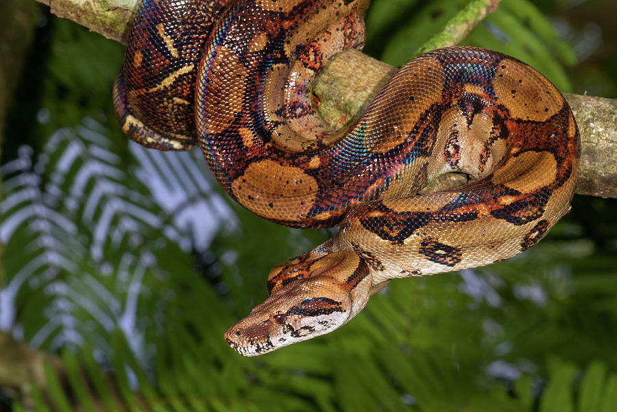 Emperor Boa Hanging In A Tree #1 Photograph by Ivan Kuzmin