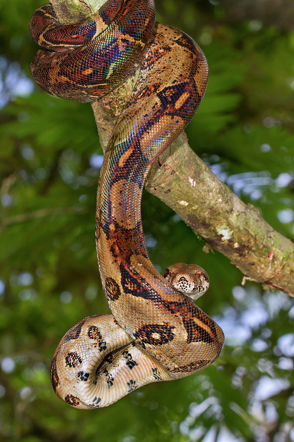 Emperor Boa Photograph by Ivan Kuzmin - Fine Art America