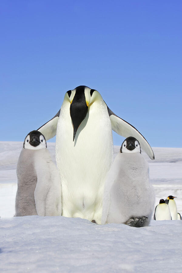 Emperor Penguin , Adult With Two Chicks, Snow Hill Island #1 Photograph by Sylvain Cordier / Naturepl.com Emperor Penguin , Adult With Two Chicks, Snow Hill Island #1 Photograph by Sylvain Cordier / Naturepl.com