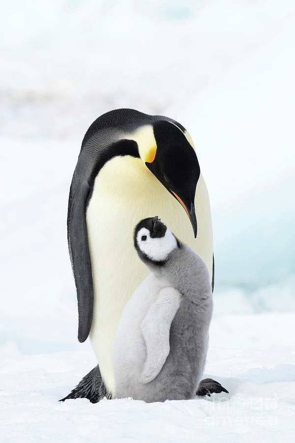 Emperor Penguin And Chick Photograph by Dr P. Marazzi/science Photo ...